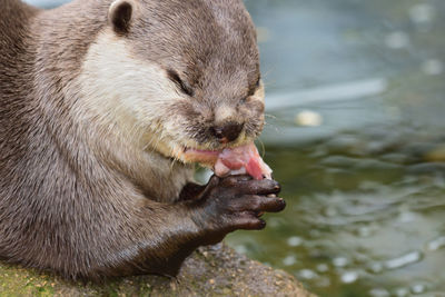 Close-up of lion eating food