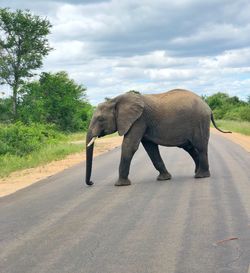 Side view of elephant walking on road