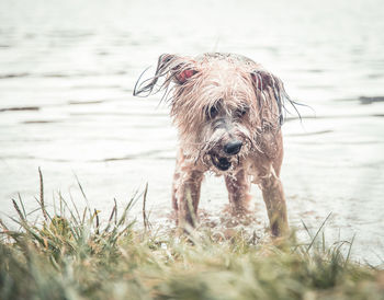 Dog on beach