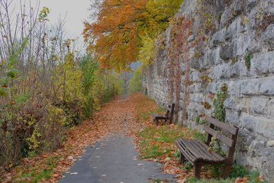 Empty road amidst trees during autumn