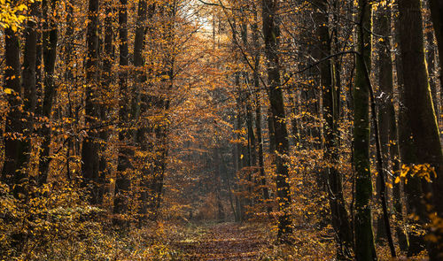 Trees in forest during autumn
