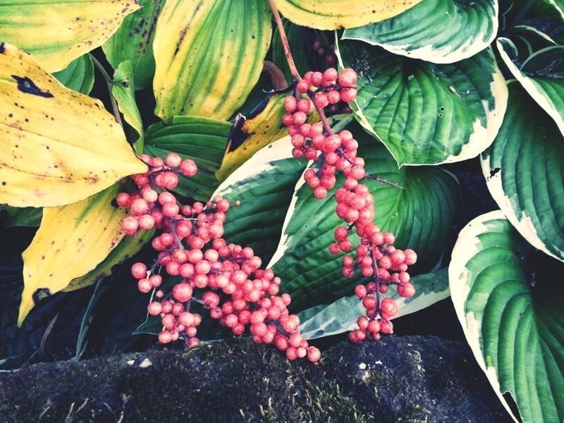 food and drink, freshness, healthy eating, food, fruit, leaf, vegetable, growth, high angle view, plant, red, ripe, green color, agriculture, close-up, nature, abundance, raw food, organic, day