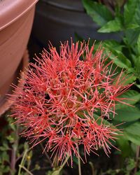 Close-up of red cactus plant