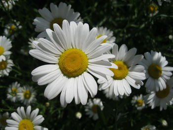 Close-up of white daisy flowers