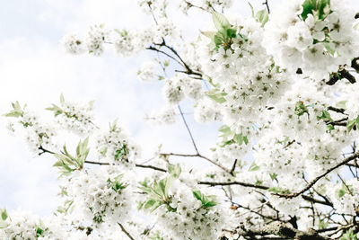 White blossoms on tree