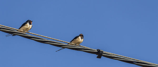 Low angle view of bird perching on cable against clear sky