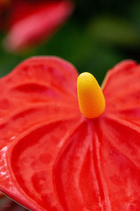 Close-up of orange red rose flower