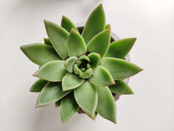 High angle view of succulent plant