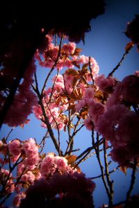 Low angle view of cherry blossom against sky