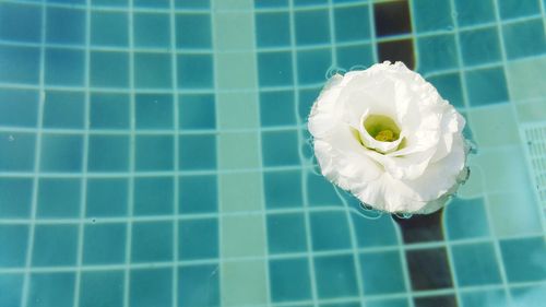 Close-up of white flower on floor