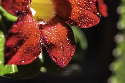 Close-up of wet red flower