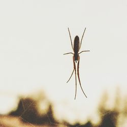 Close-up of insect on wall