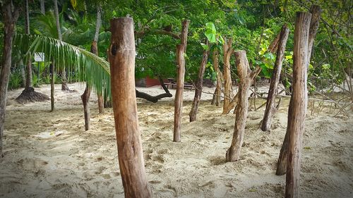 Scenic view of trees