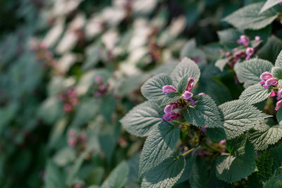 Close-up of pink flowers