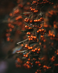 Close-up of berries growing on tree