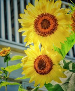 Close-up of sunflower