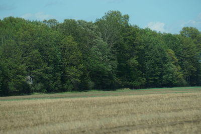 Scenic view of trees growing on field against sky