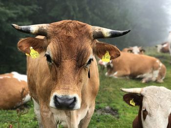 Portrait of cow on field