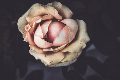 Close-up of rose on black background