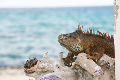 Close-up of bearded dragon on driftwood at beach