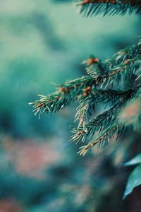 Close-up of pine tree branch