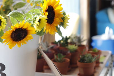Close-up of sunflowers on table