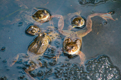 Frogs spawning