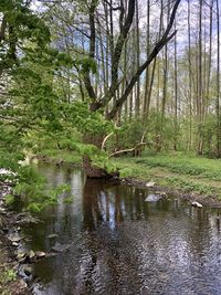 Scenic view of forest