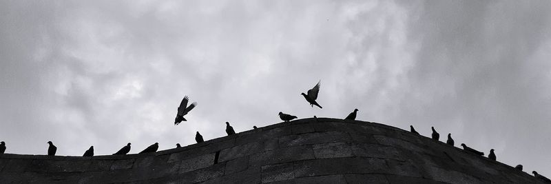 Low angle view of birds flying against sky