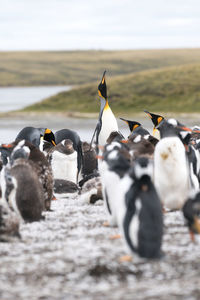 View of penguins on shore