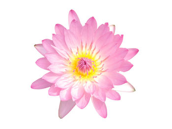 Close-up of pink flower against white background