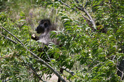 Monkey on tree