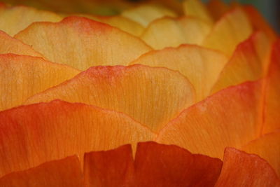 Full frame shot of orange leaves