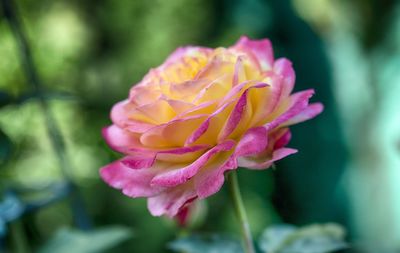 Close-up of pink flower blooming outdoors