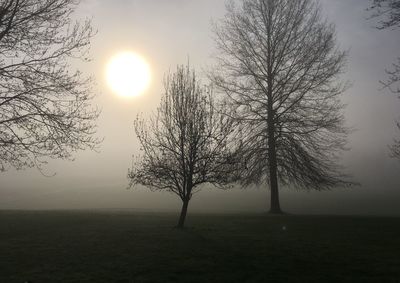 Bare tree on field against sky during sunset