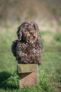 Portrait of a dog on field