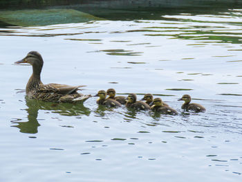 Ducks swimming in lake