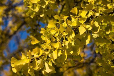 Close-up of yellow flowering plant
