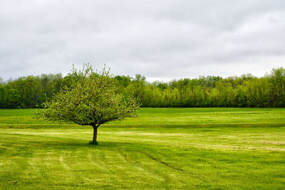 Trees on field against sky