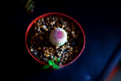 High angle view of multi colored candies in bowl