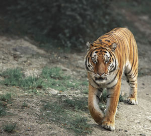 Tiger in zoo