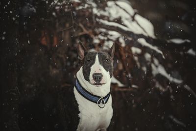 Close-up of a dog