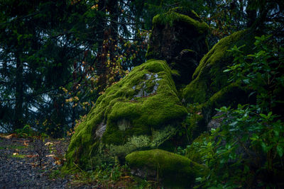 Moss growing on tree trunks in forest