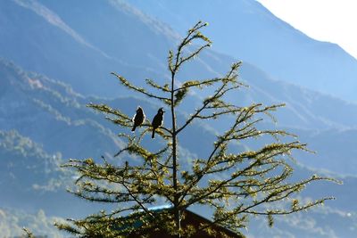 Bird perching on tree against sky
