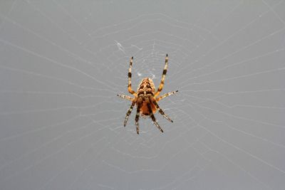 Close-up of spider