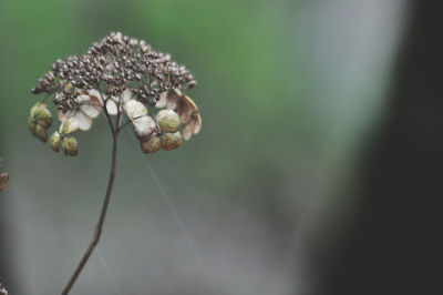 Close-up of wilted flower bud