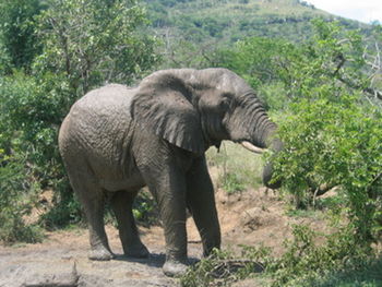 Side view of elephant