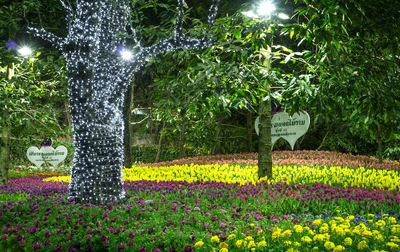 View of flowering plants in park at night