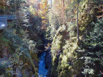 Scenic view of river amidst trees in forest