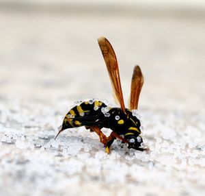 Close-up of dead insect